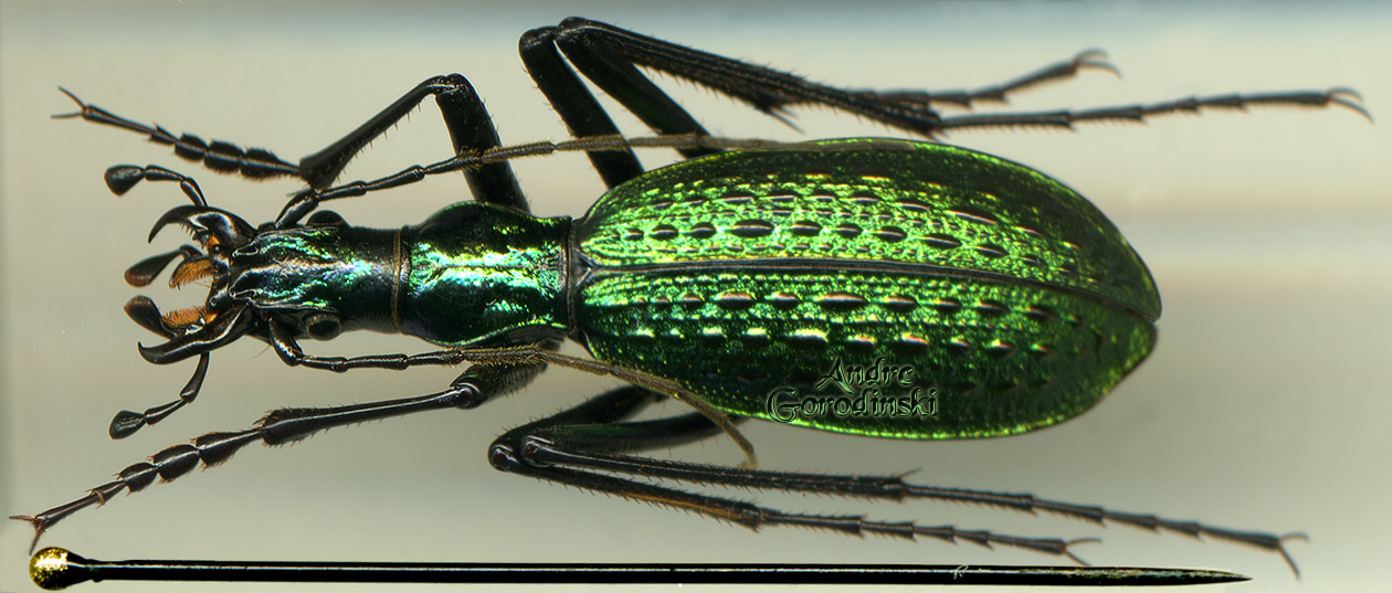 http://www.gorodinski.ru/carabus/Coptolabrodes haeckeli.jpg